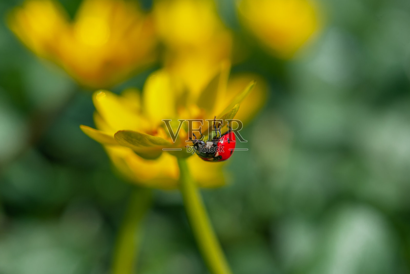 第一个春天的花朵特写照片摄影图片