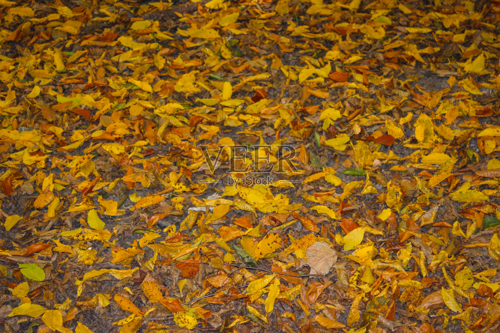 秋天在城市公园里。五颜六色的树叶躺在地上照片摄影图片