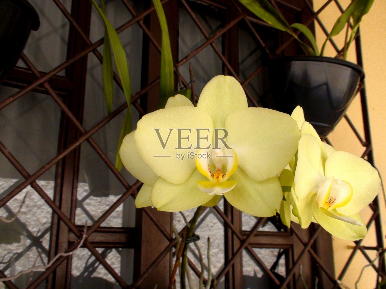 兰花开花植物照片摄影图片