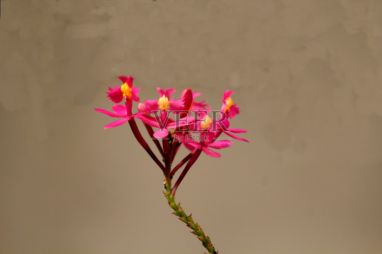 兰花开花植物照片摄影图片