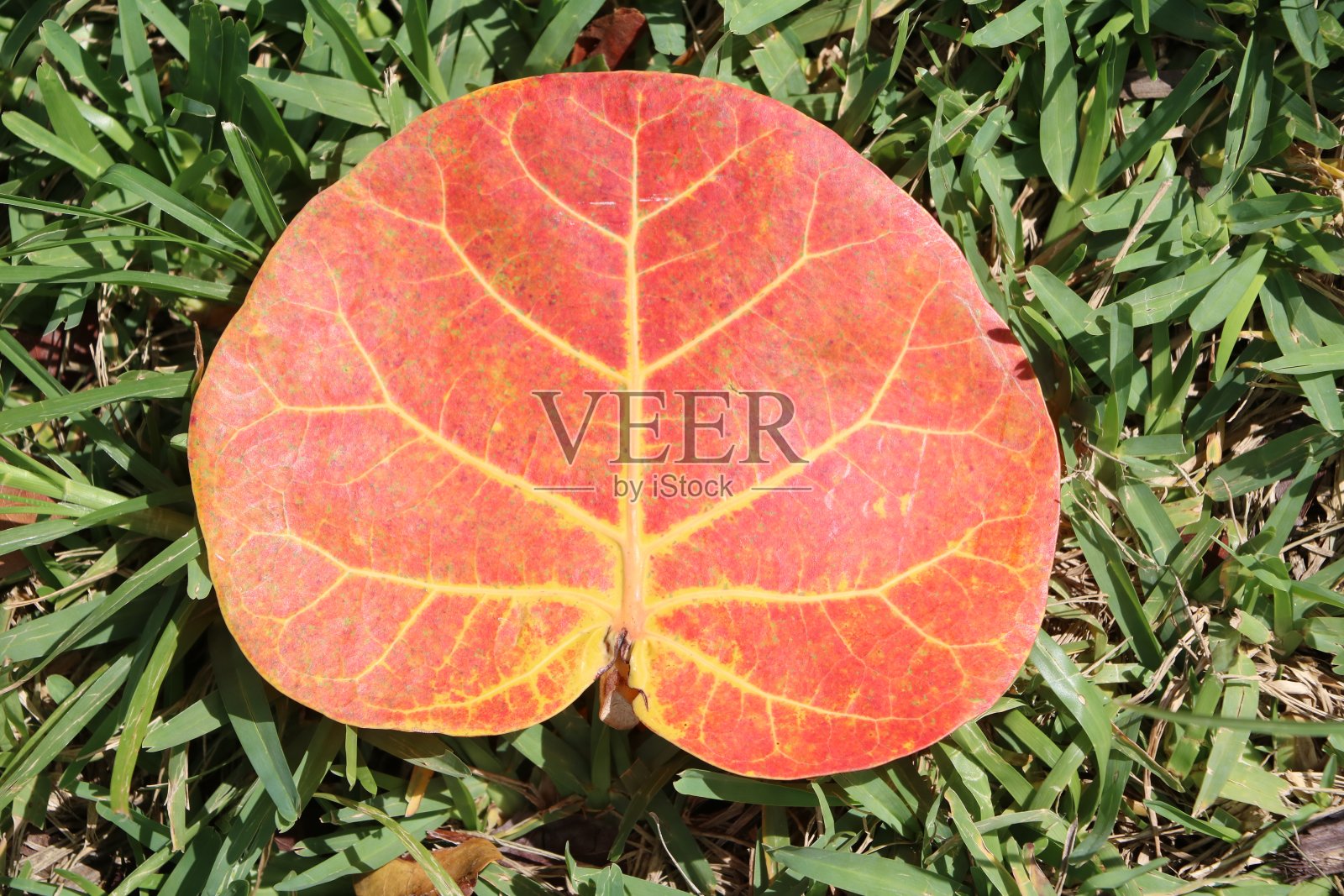 红色的叶子照片摄影图片