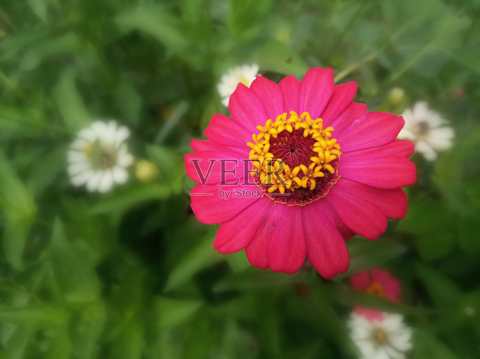 粉红色的百日草花在绿色的花园背景上。照片摄影图片