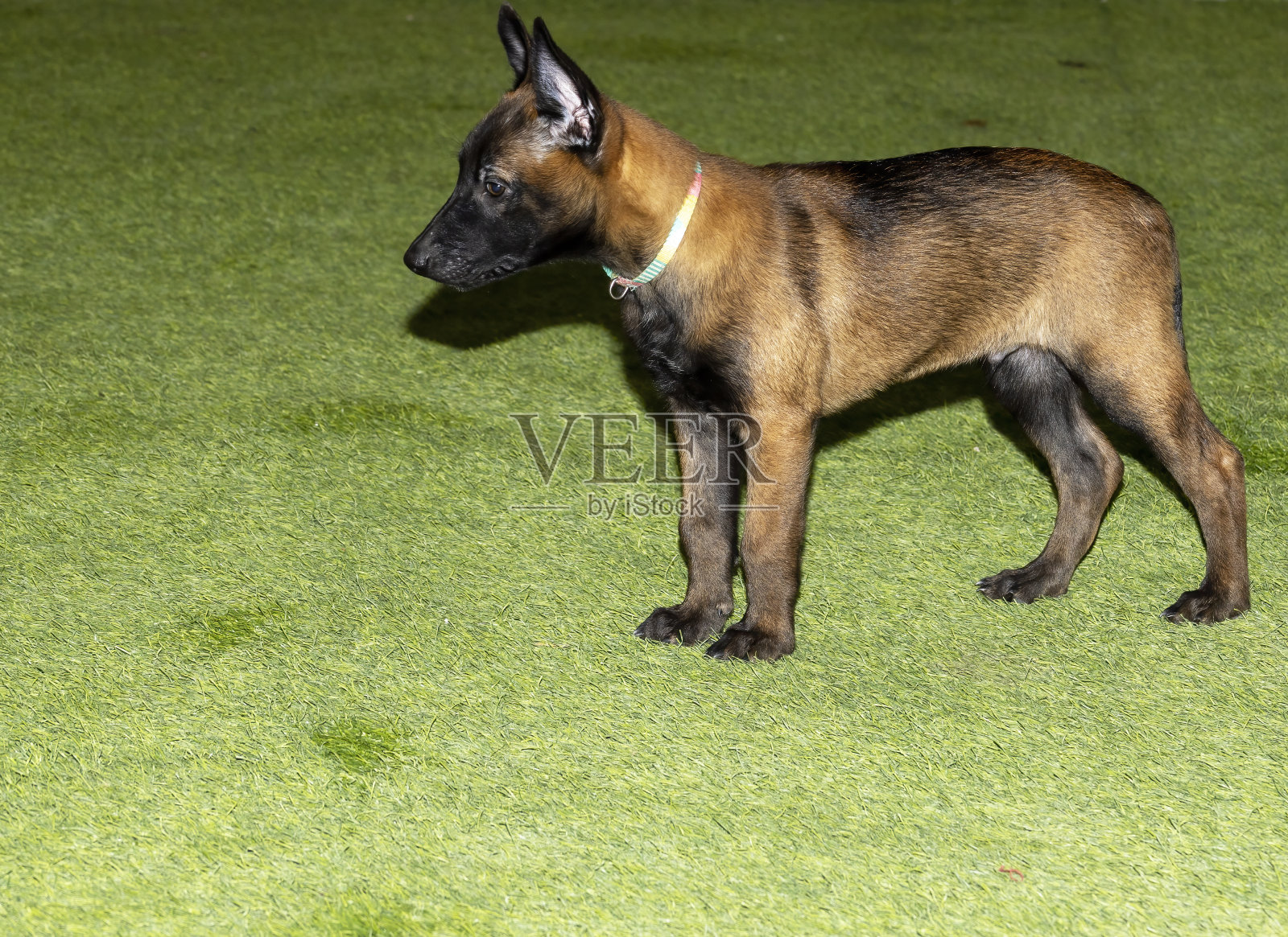 可爱的比利时马里努阿犬幼犬特写照片摄影图片