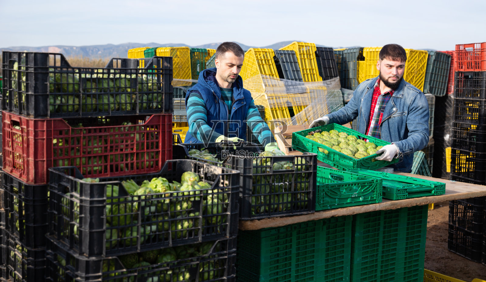 专注于在蔬菜种植园工作的年轻农民,检查新鲜收获的朝鲜蓟的质量照片摄影图片
