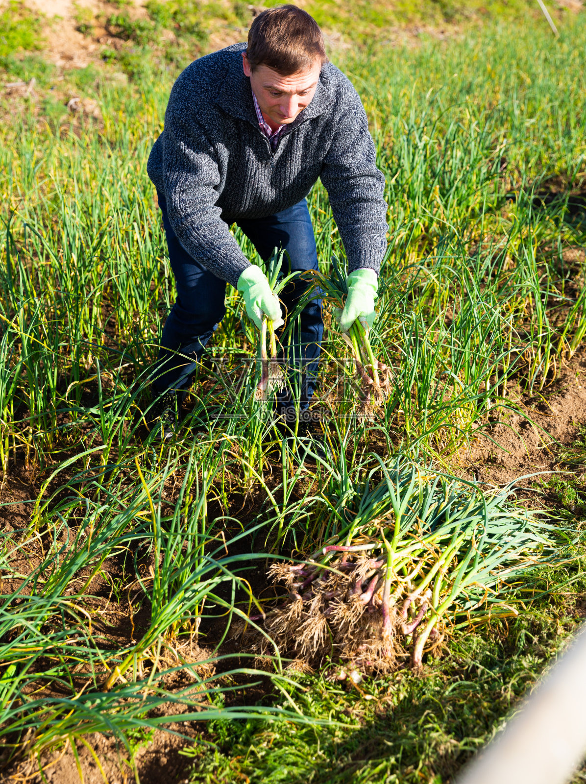 农民在田里收割大蒜照片摄影图片