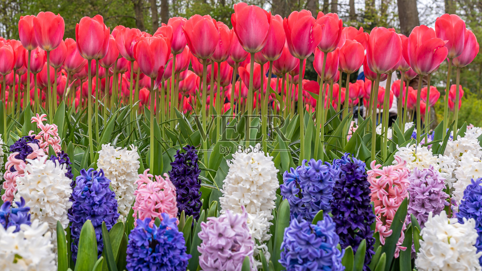 花园里的郁金香。春天,红色的荷兰郁金香和五颜六色的风信子。荷兰阿姆斯特丹。照片摄影图片