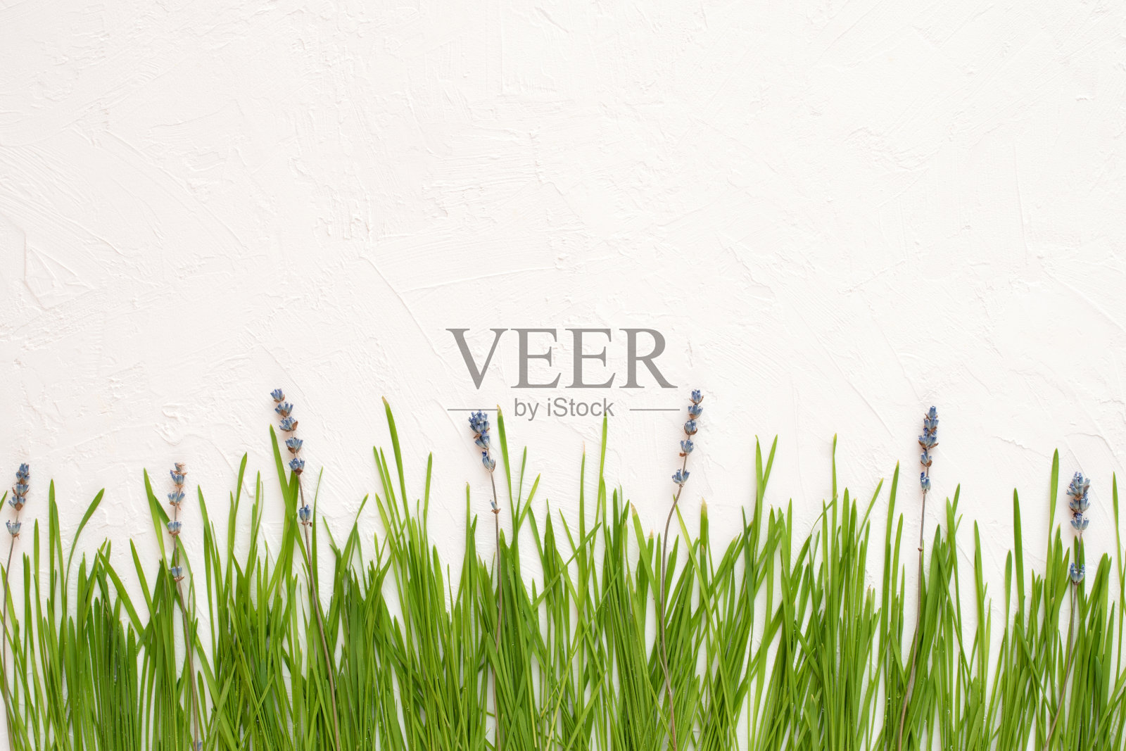 小麦绿色和薰衣草花白色纹理背景,壁纸照片摄影图片