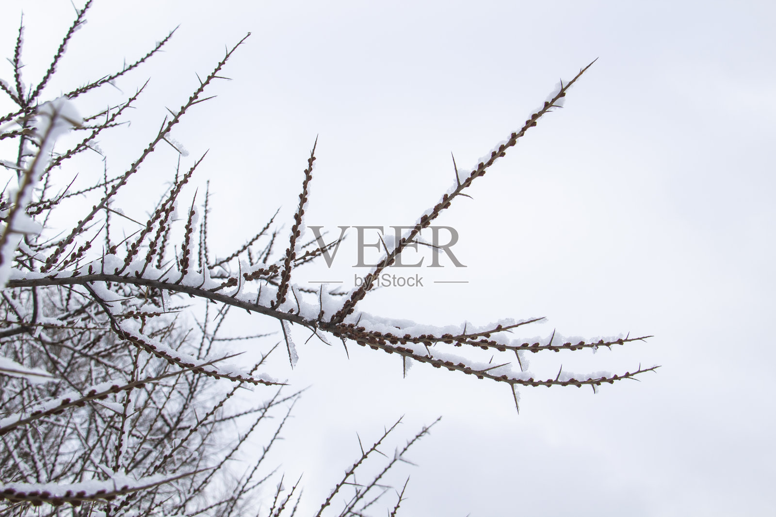 树枝上长满了荆棘,在雪地里映衬着白色的背景照片摄影图片