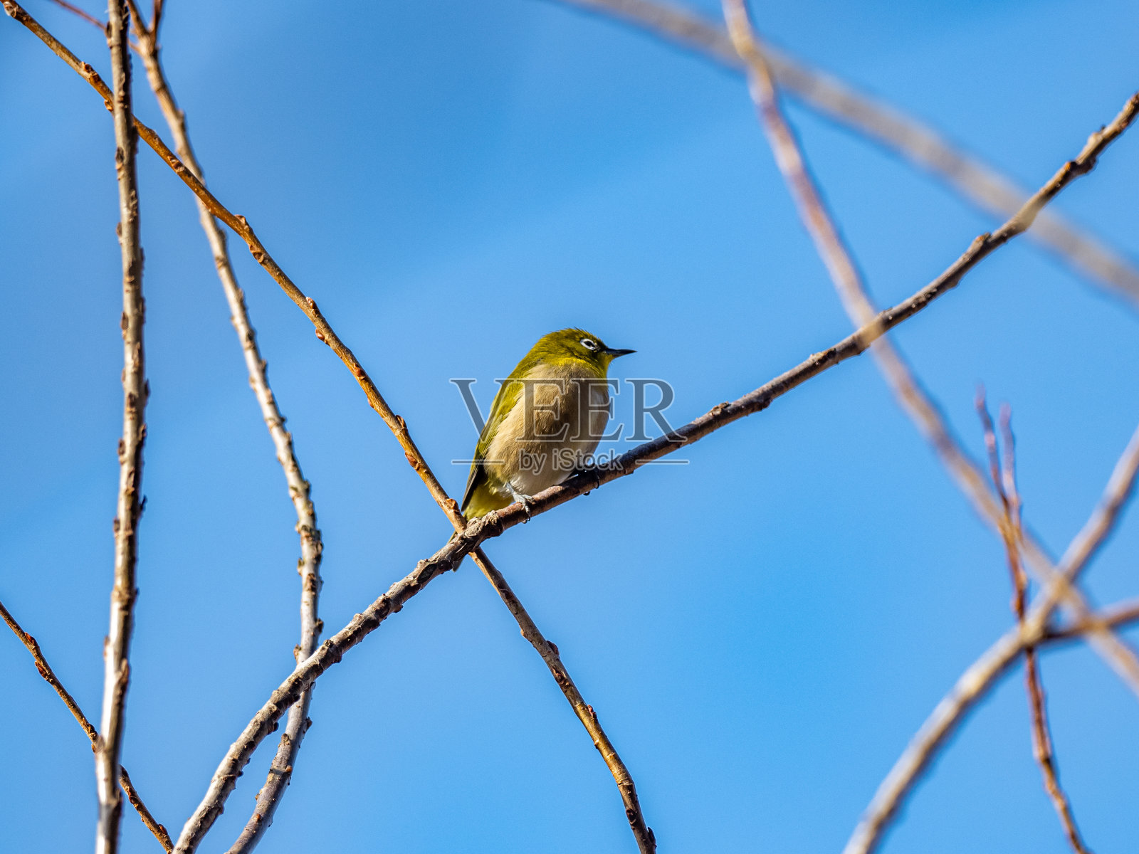 日本白眼在空的冬天树4照片摄影图片