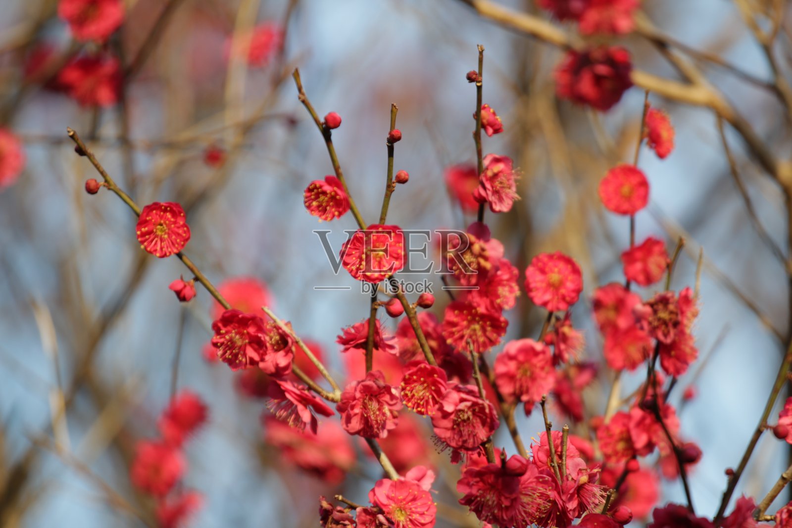 花照片摄影图片