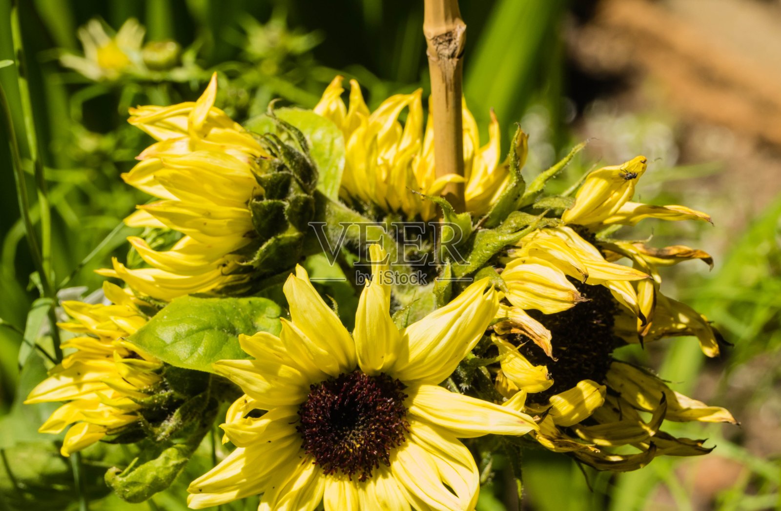 向日葵在花园照片摄影图片