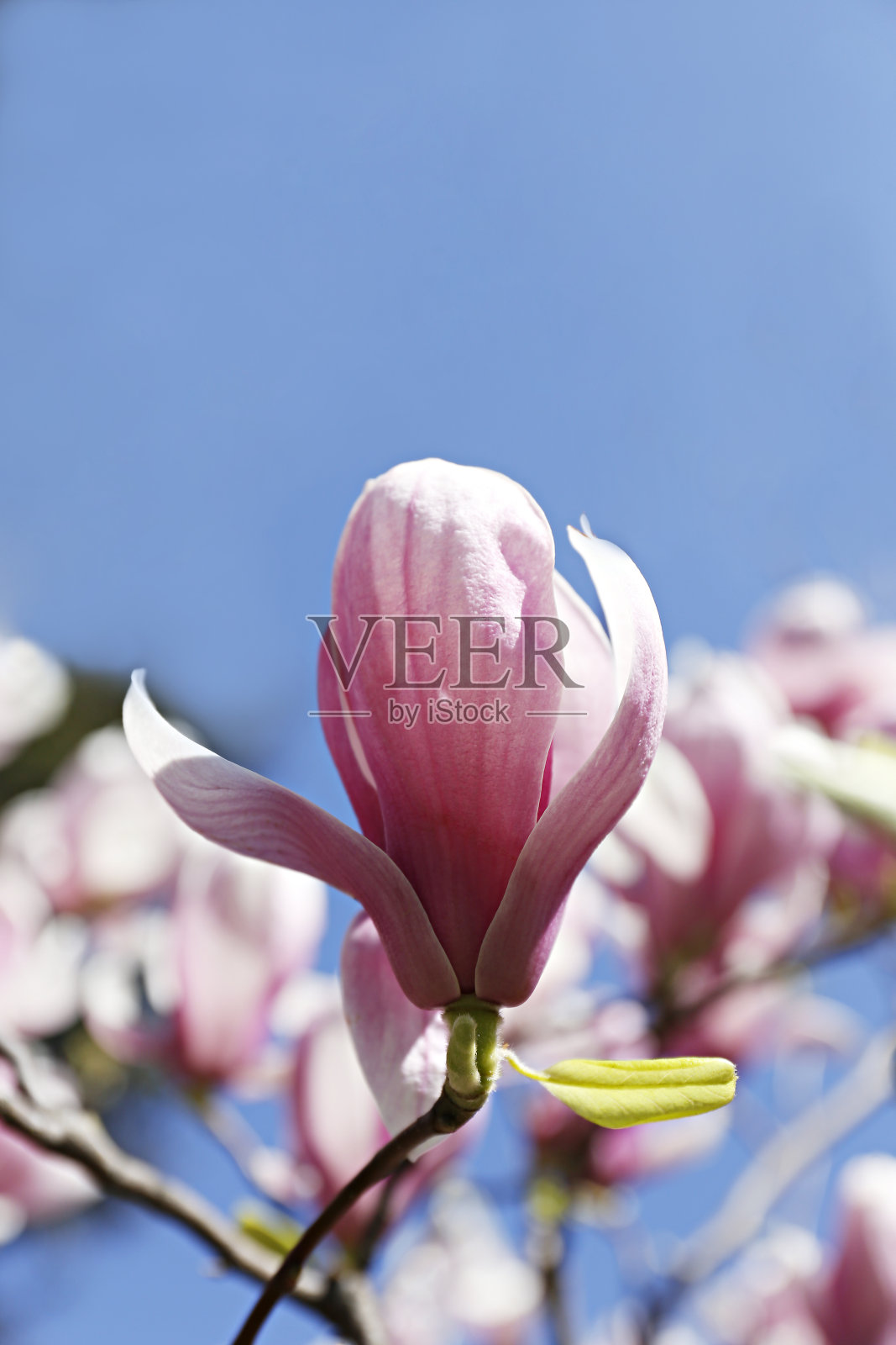 春季的花朵。照片摄影图片