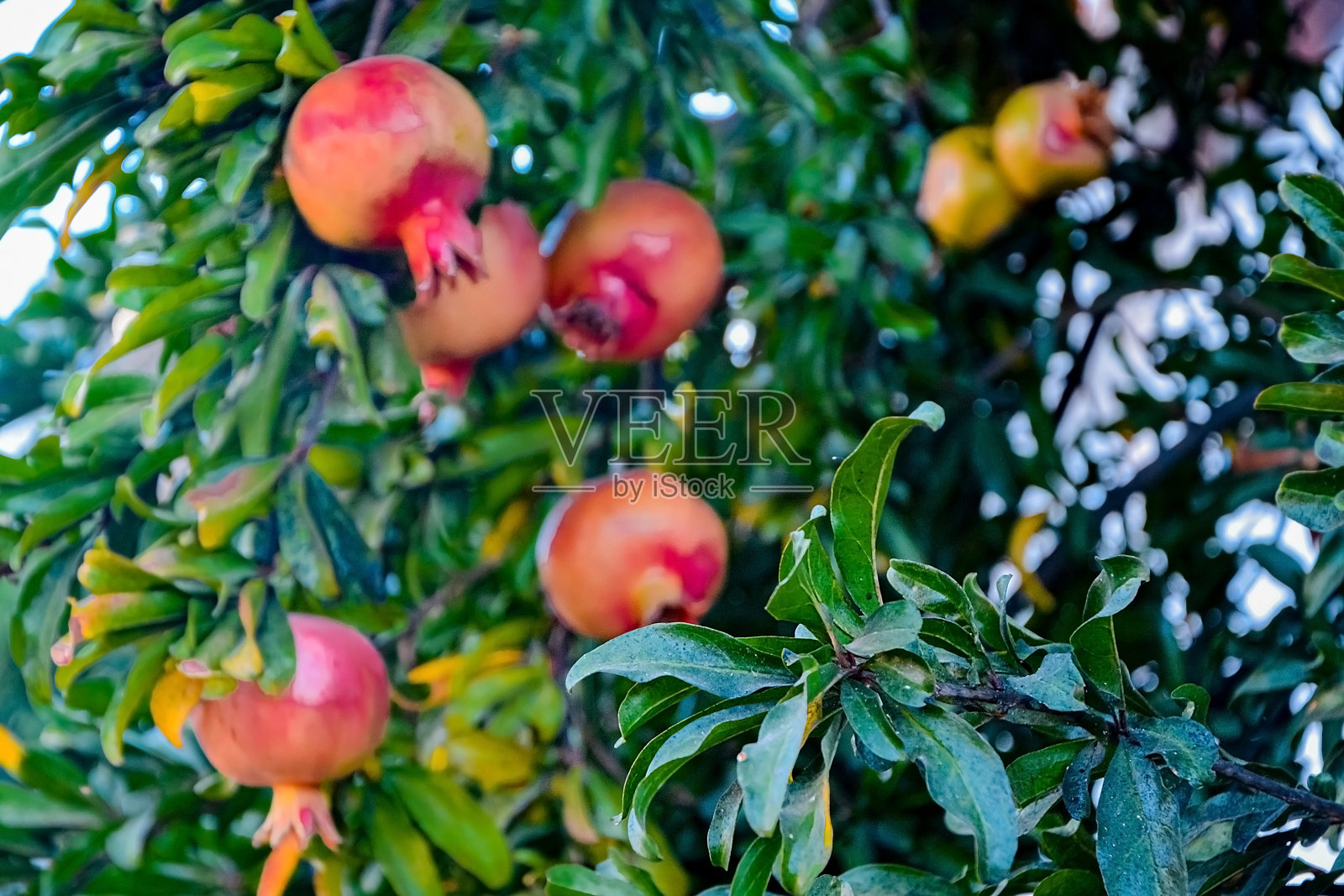成熟的石榴果实挂在树上。以色列的收获季节照片摄影图片