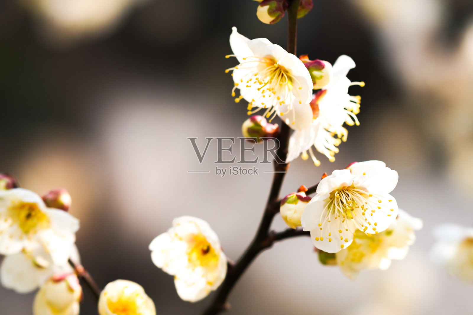 瞳 白马照片摄影图片