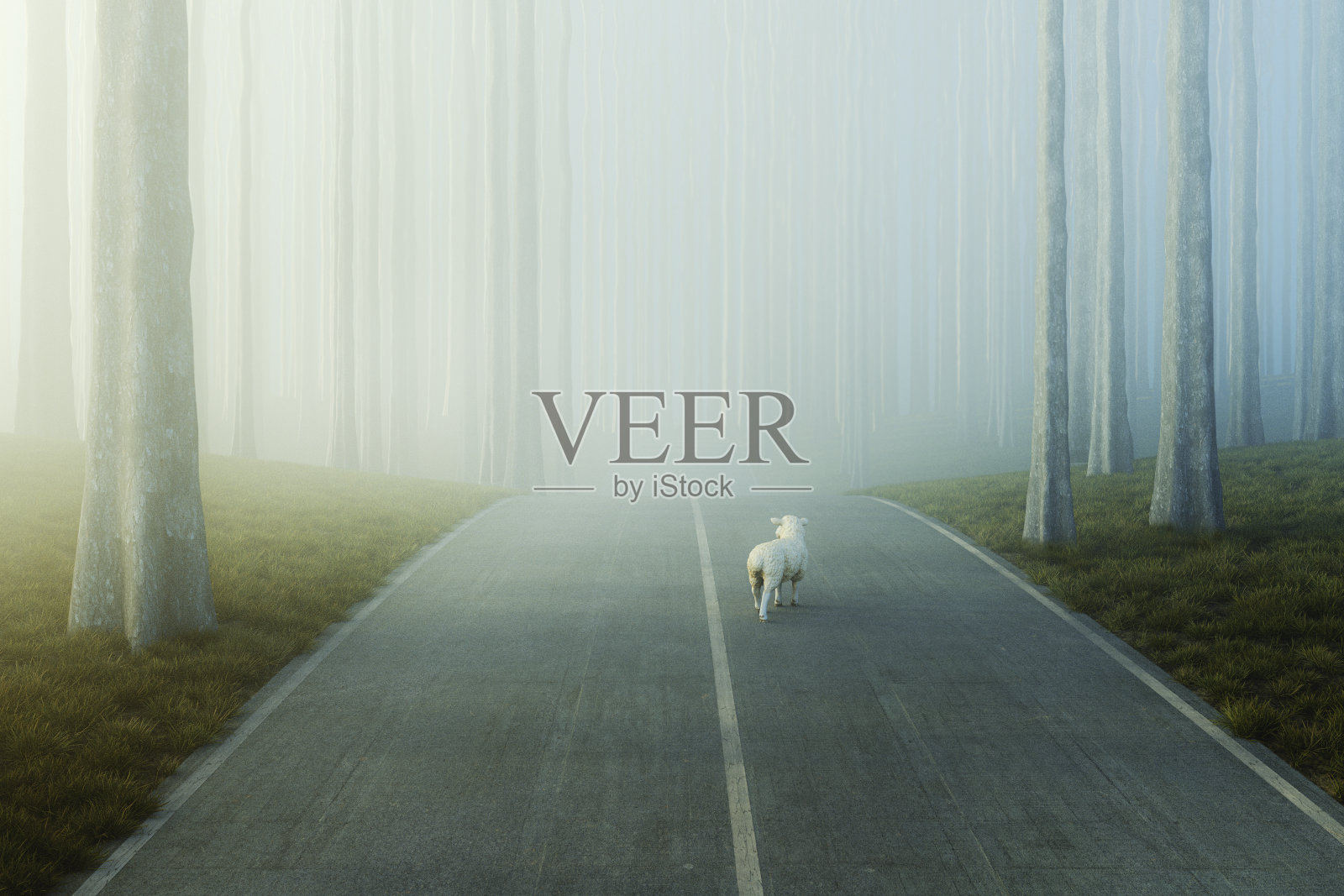 在森林路中间迷路的羊照片摄影图片