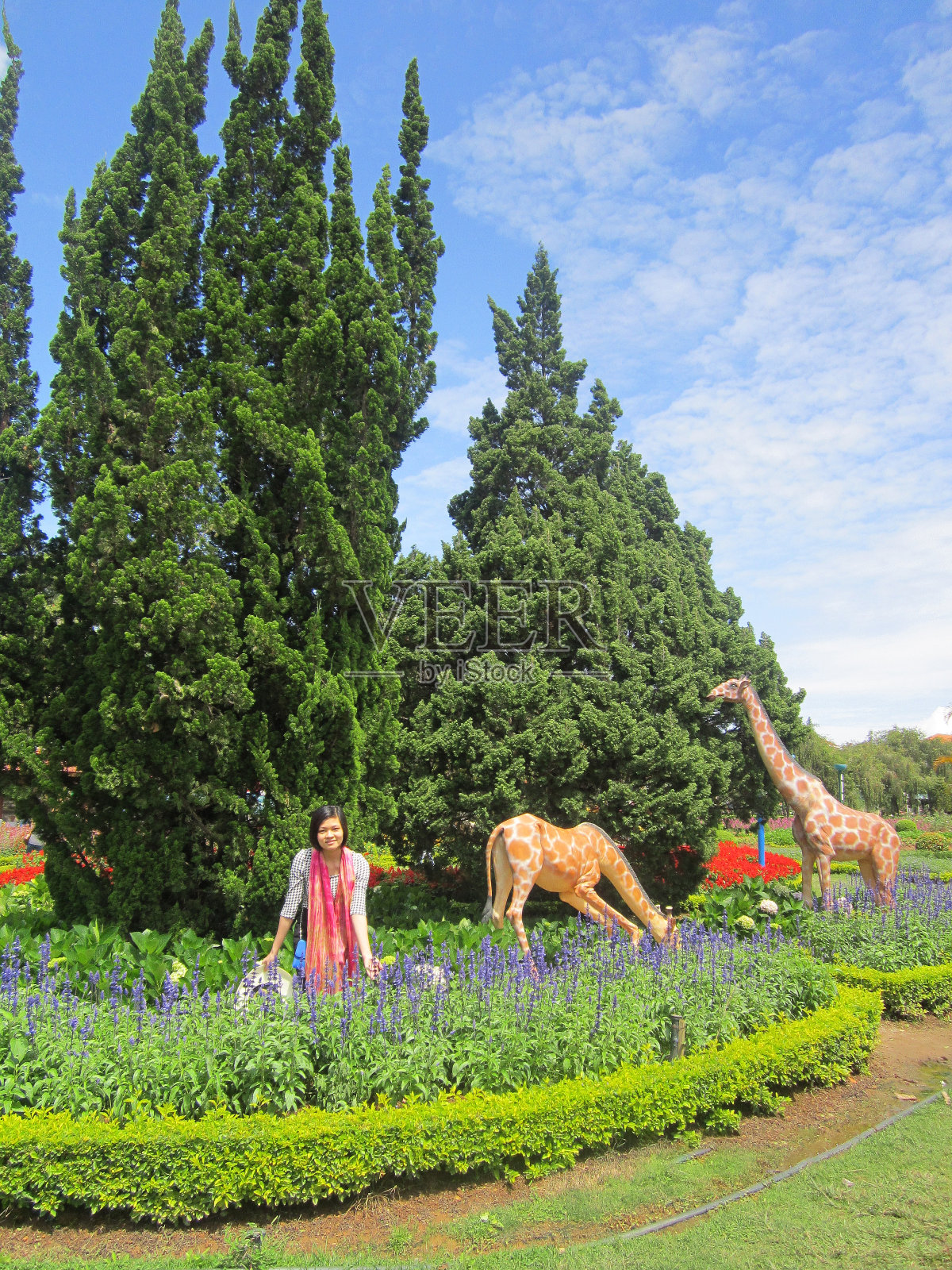 一个女人正站在薰衣草花园里照片摄影图片