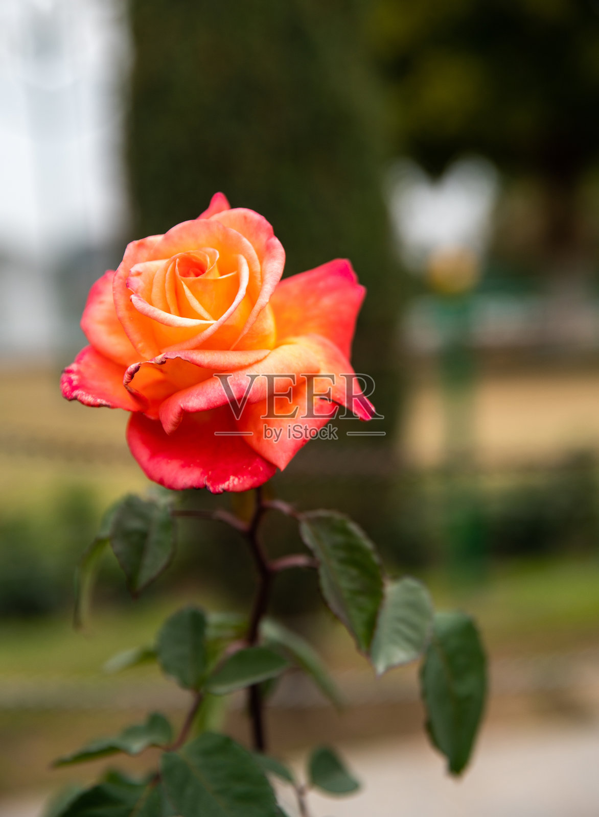 令人惊叹的橙色玫瑰在Bagh-E-Bahu花园在查谟-春天开始!照片摄影图片