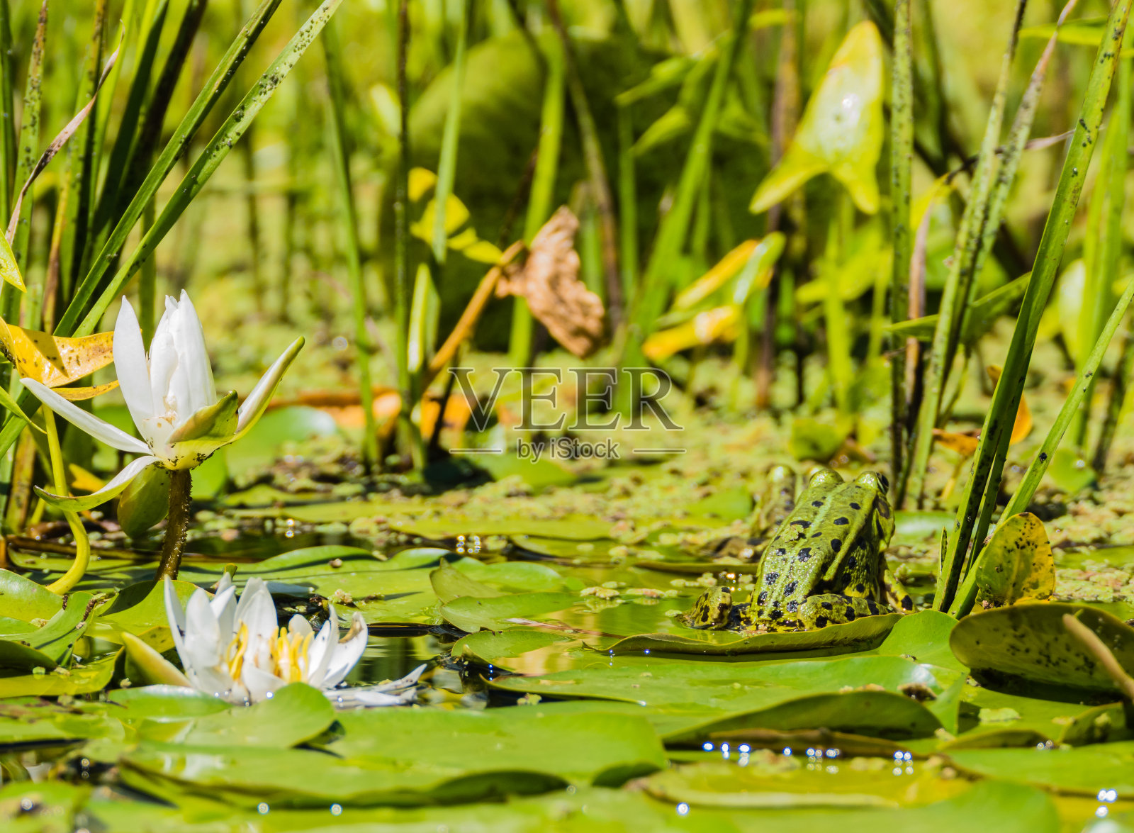 青蛙和睡莲在池塘里照片摄影图片