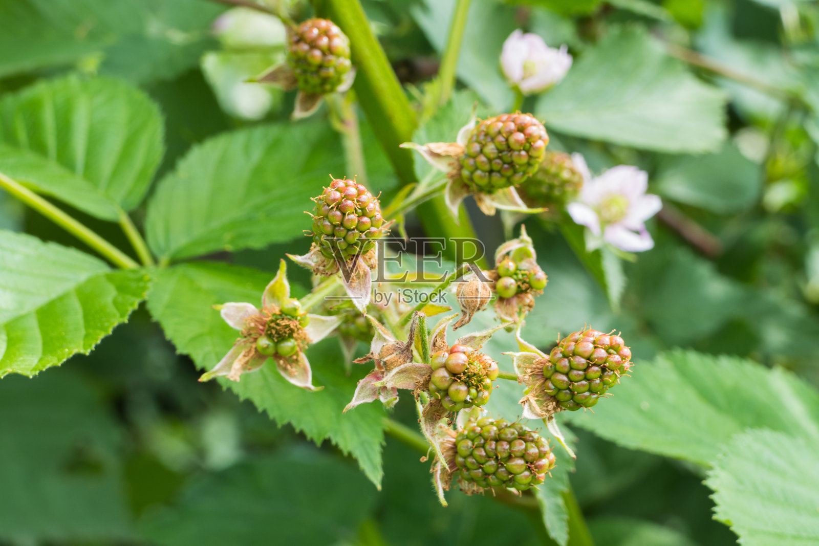 未成熟的黑莓在灌木春天照片摄影图片