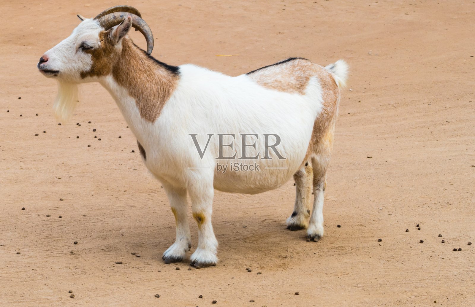 沙地上的山羊照片摄影图片