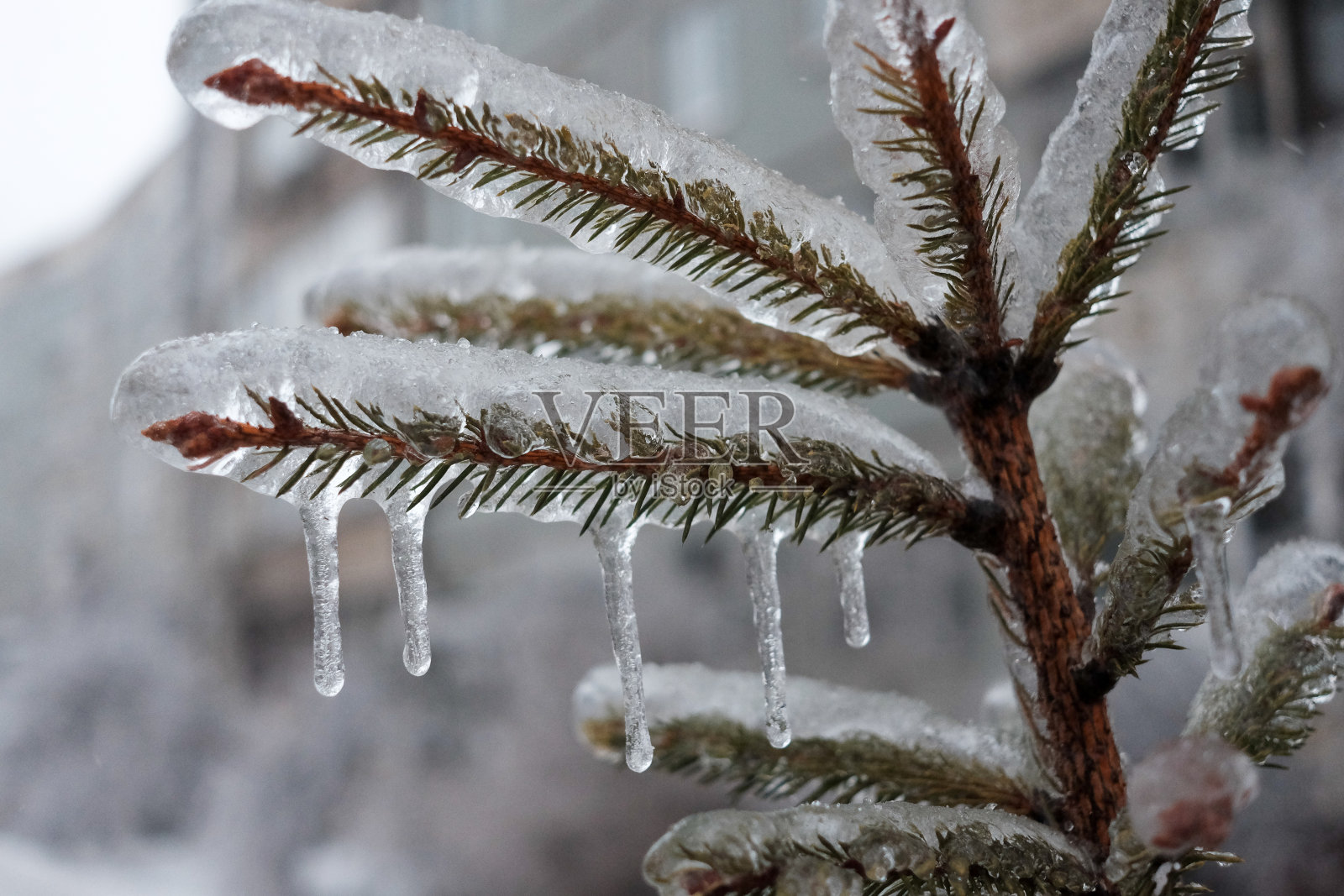 冻雨过后,植物盖上了一层厚厚的冰照片摄影图片