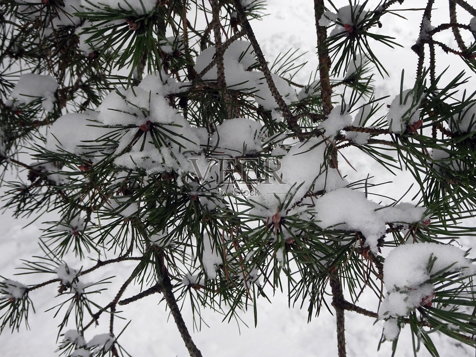 冬雪覆盖的松树枝叶,选择性聚焦照片摄影图片