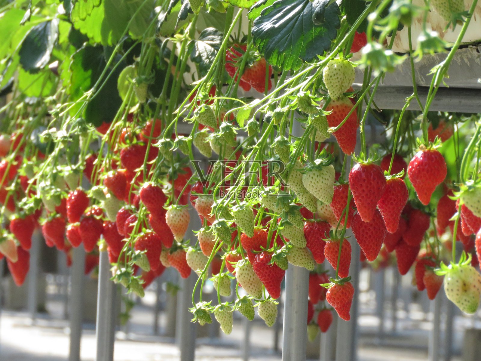 草莓照片摄影图片