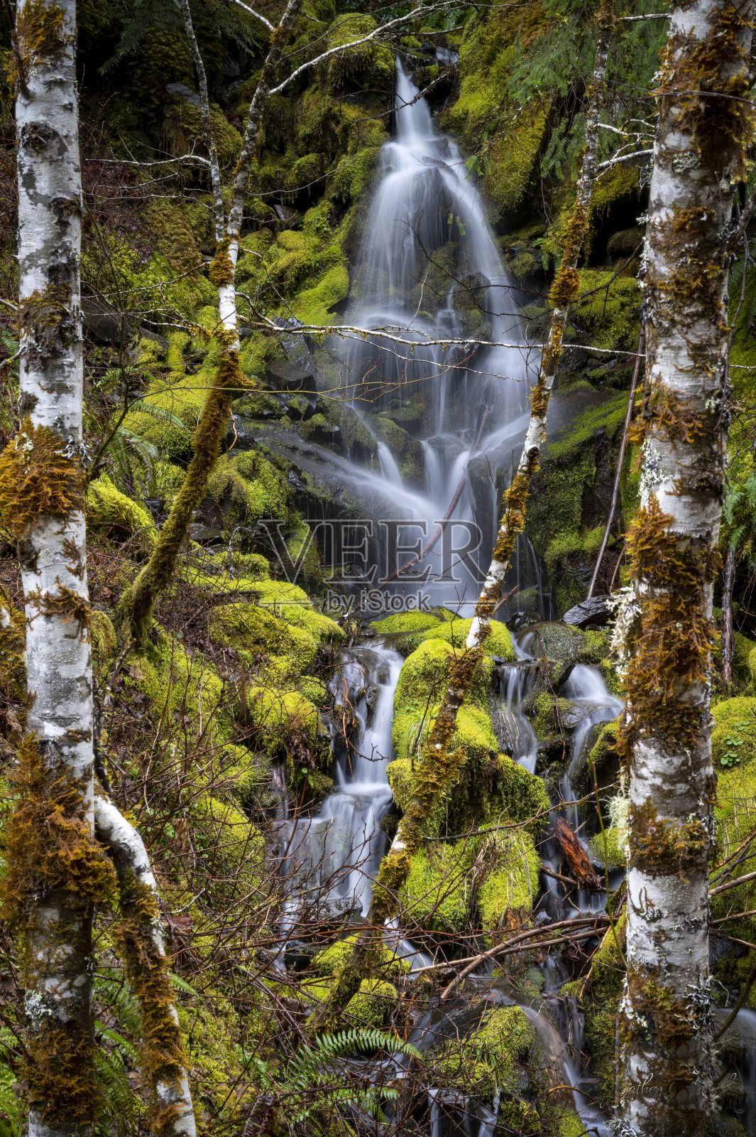 森林中的瀑布照片摄影图片