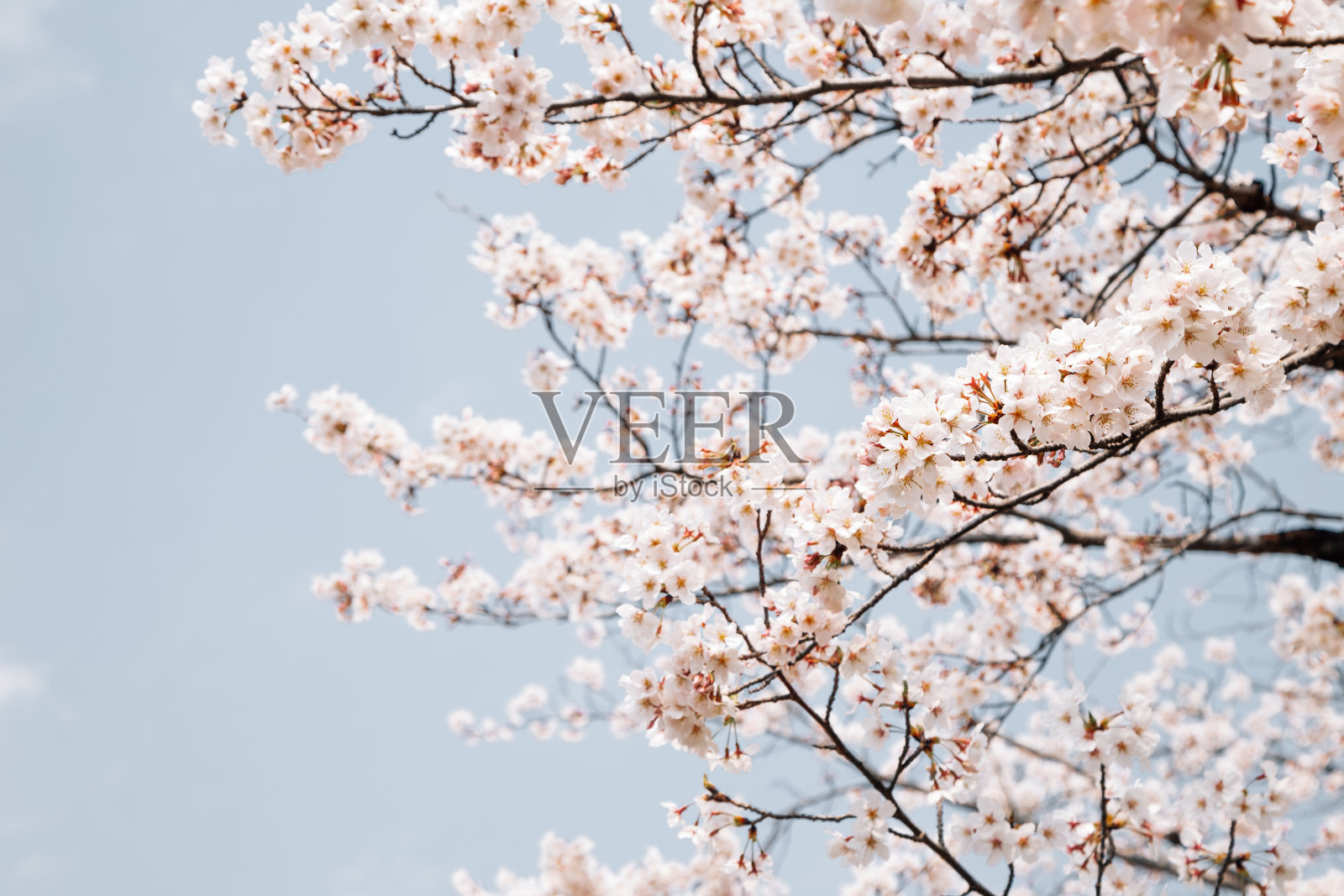 蓝天下的樱花照片摄影图片