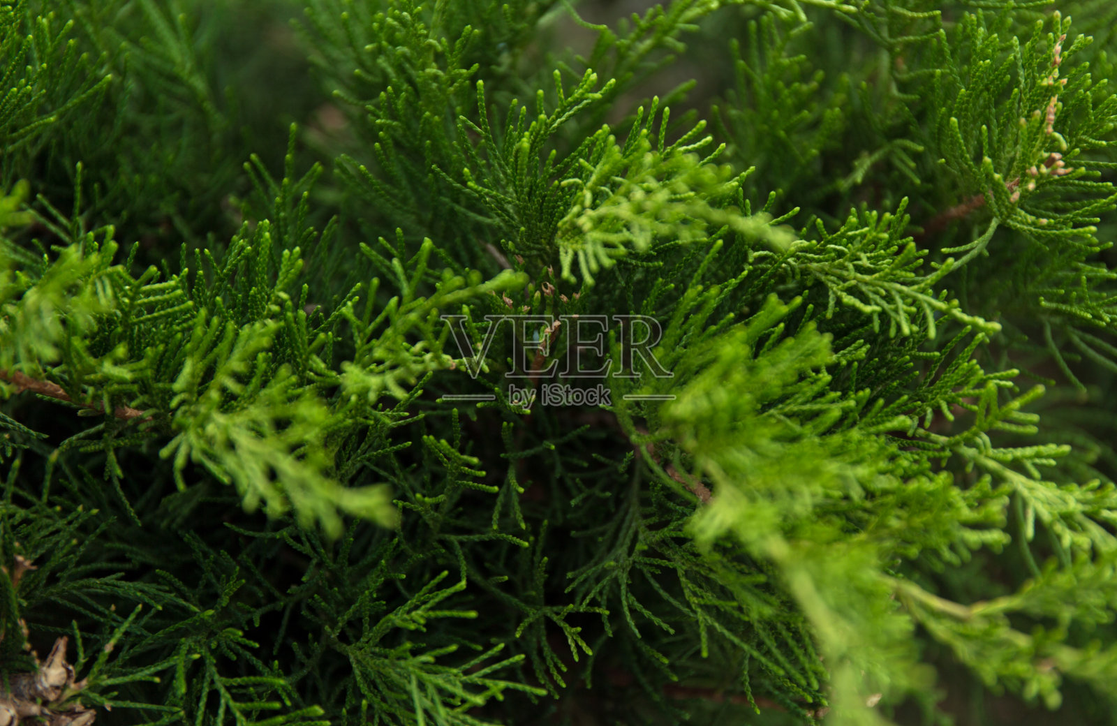 圣诞节绿色树枝的宏观背景。照片摄影图片