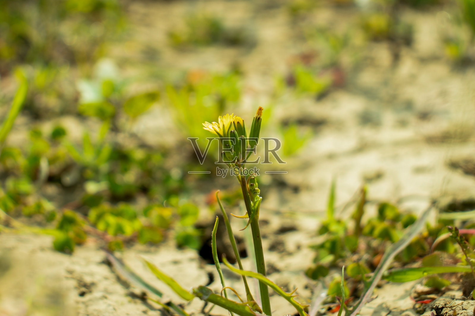 毛鹰须黄花,双年绉花,野花照片摄影图片