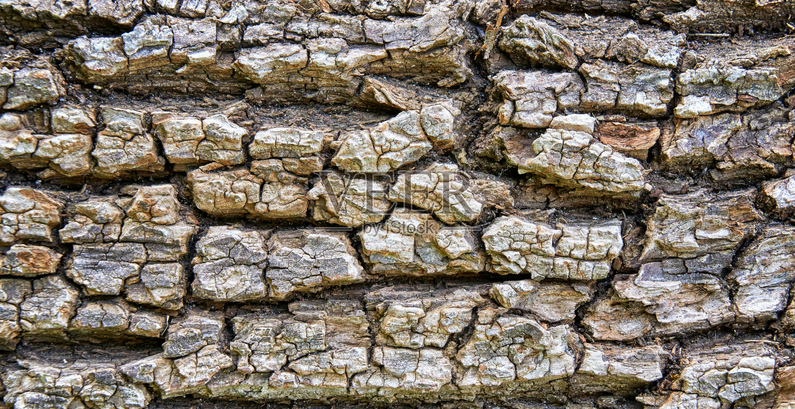 粗糙树皮纹理作为自然背景。照片摄影图片