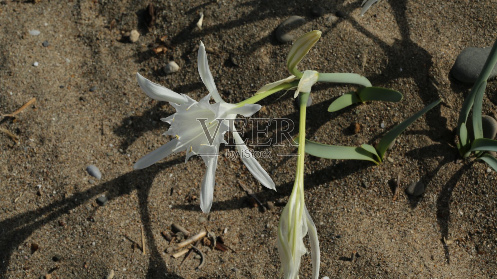 特有植物品种沙花火鸡照片摄影图片