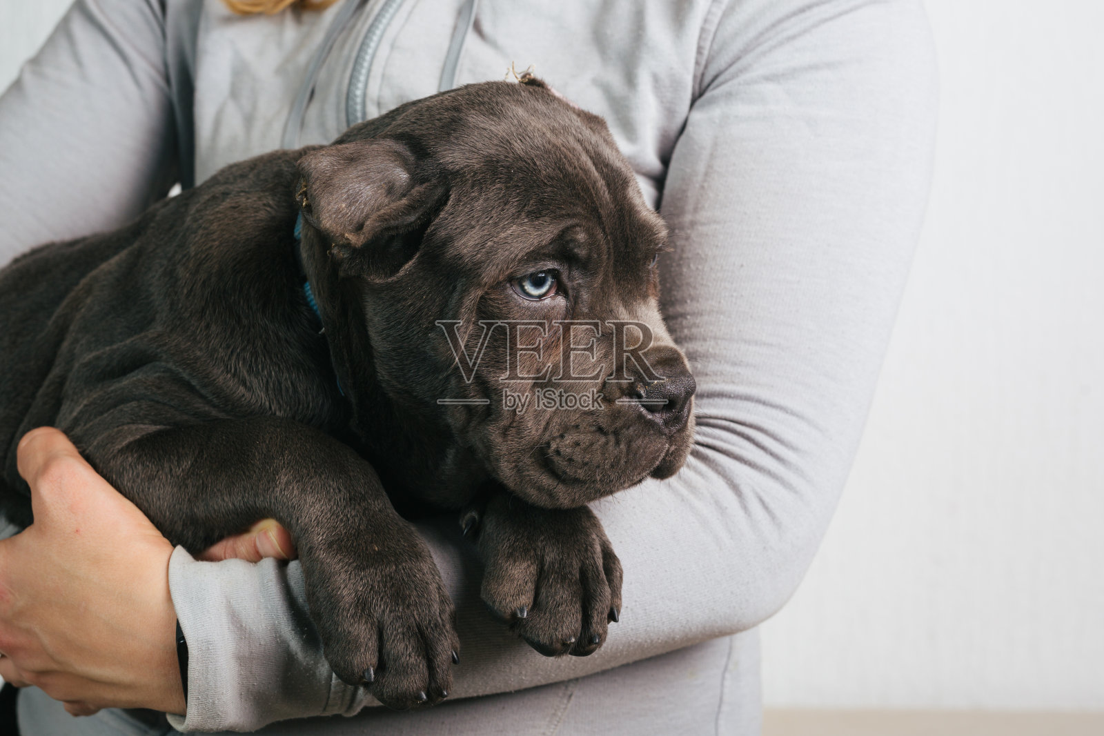 狗,狗,狗照片摄影图片