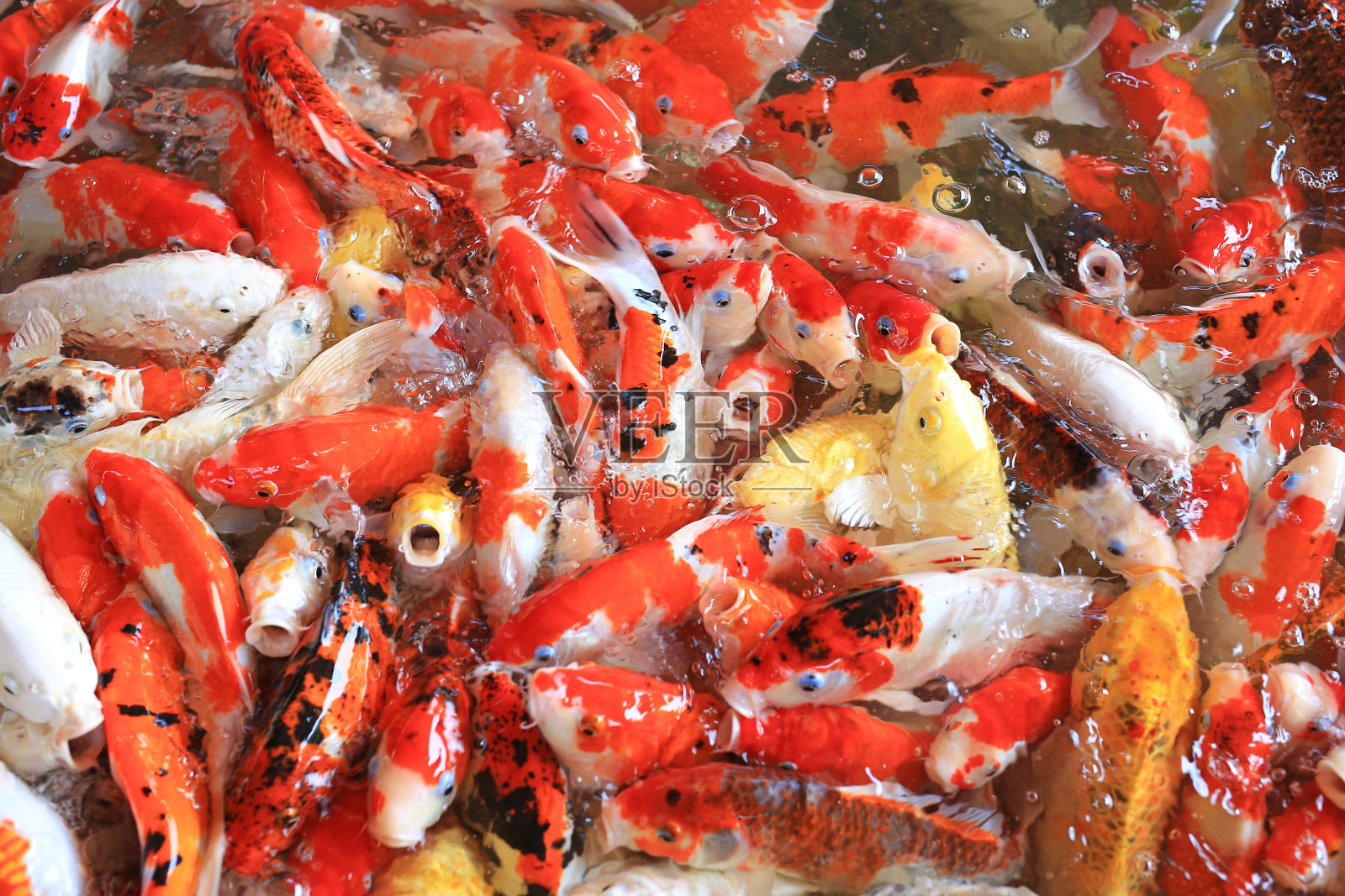 许多锦鲤在池中游泳等待喂食。照片摄影图片