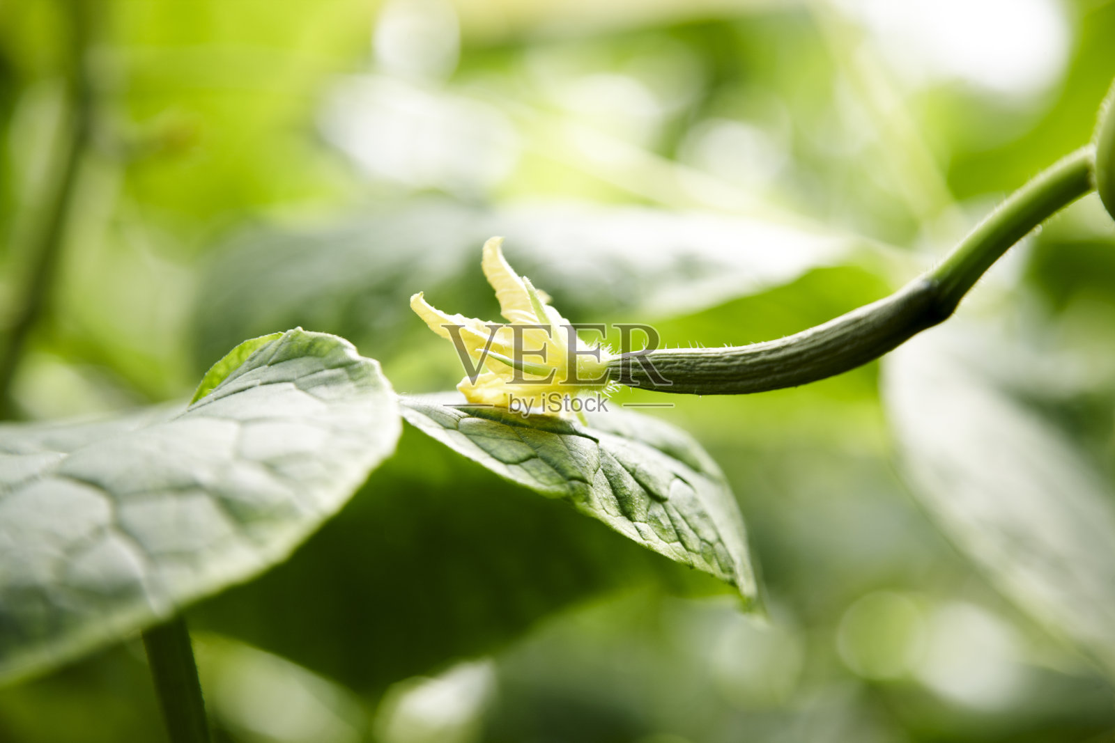 黄瓜和植物照片摄影图片