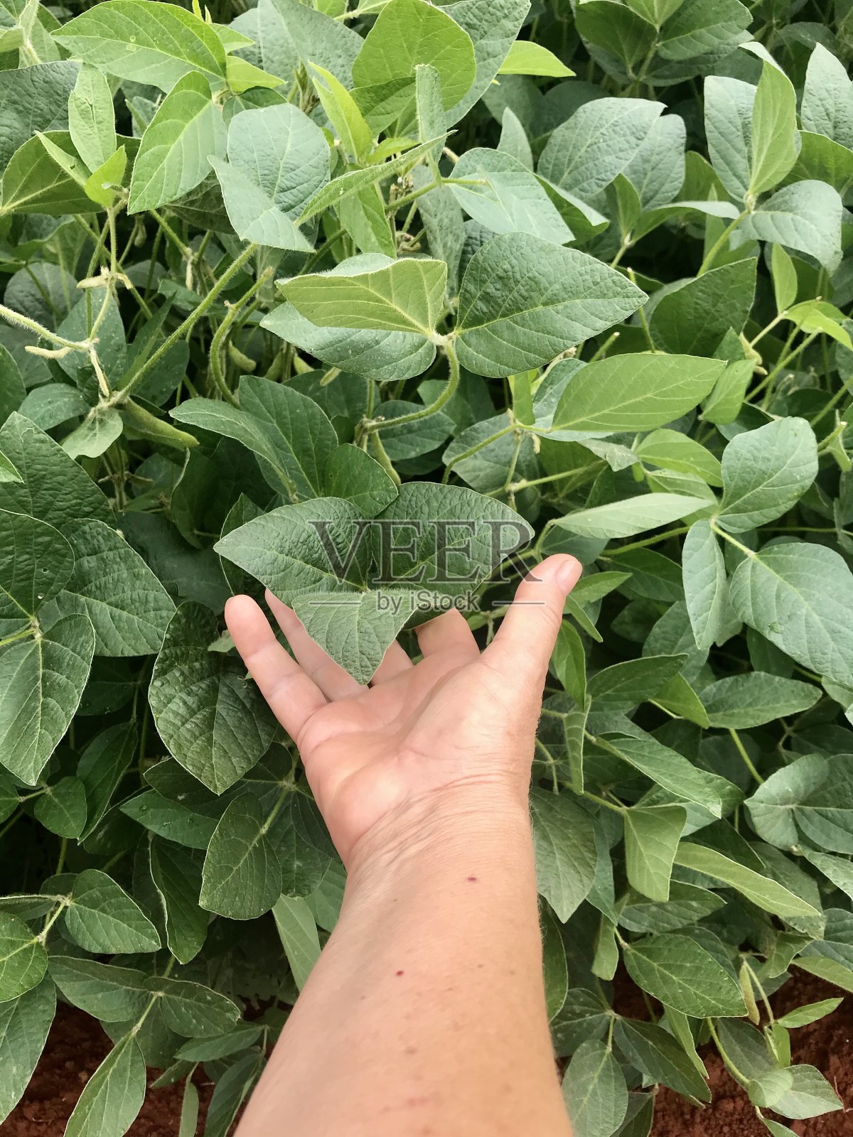 手工种植大豆照片摄影图片