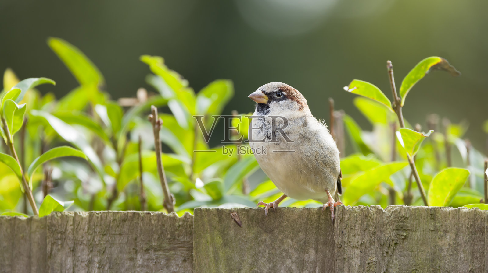 麻雀,英国花园中的雄性家麻雀照片摄影图片