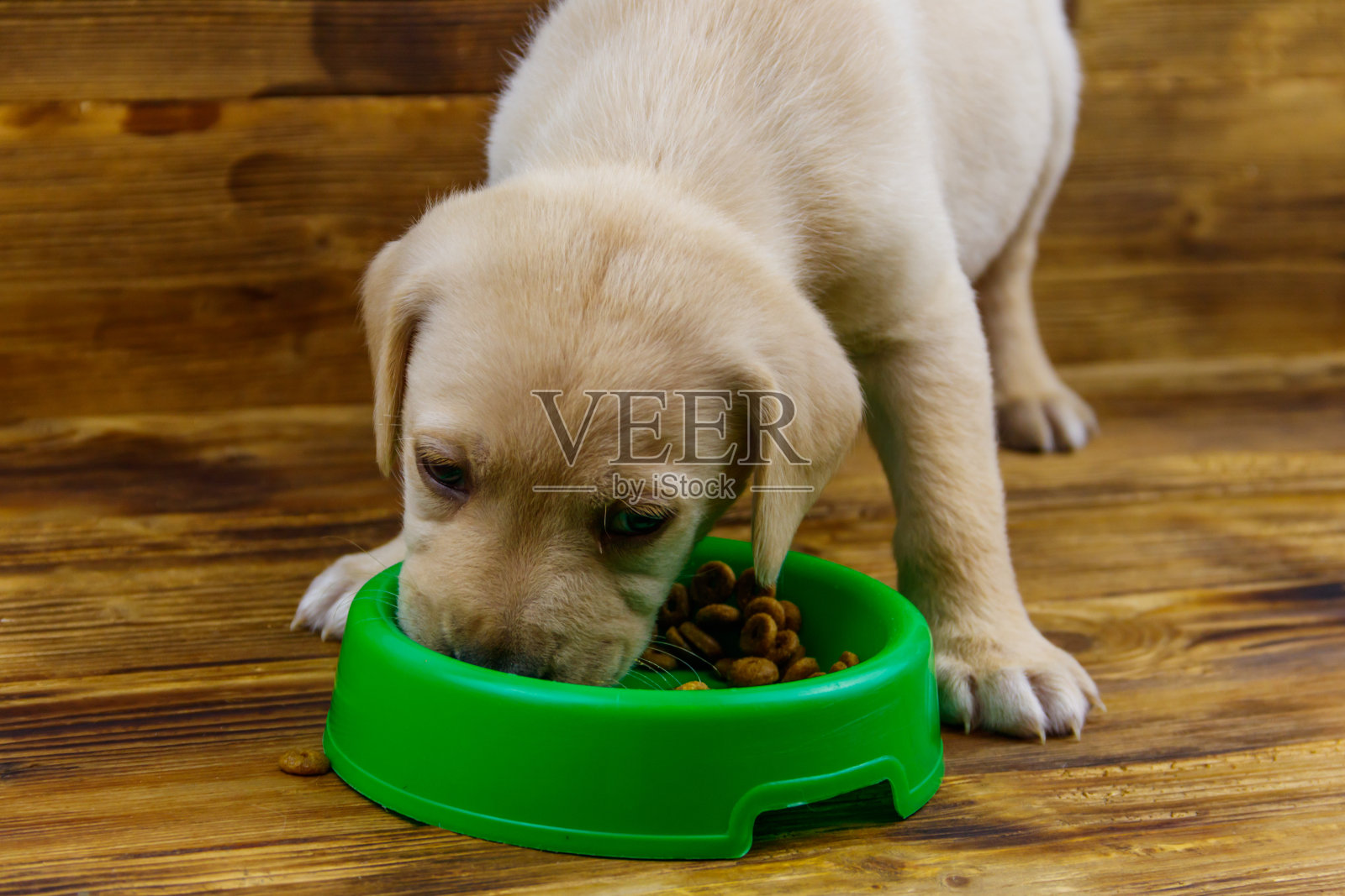 可爱的拉布拉多小狗正在吃地板上绿色塑料碗里的食物照片摄影图片