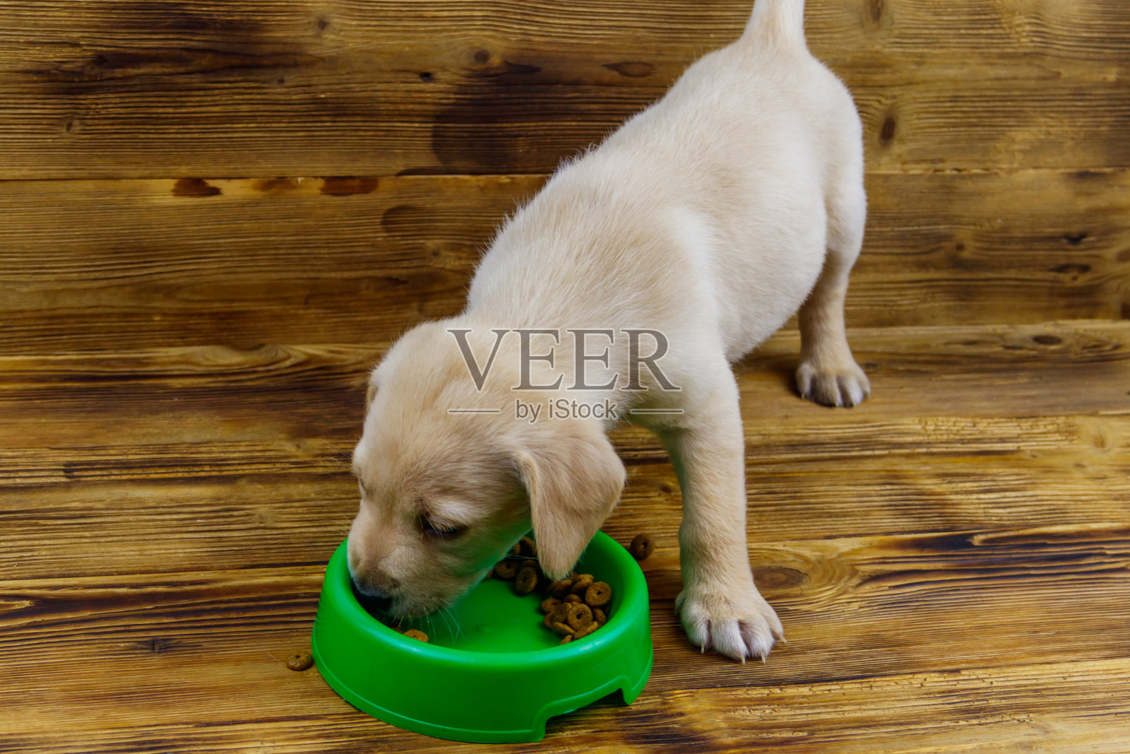 可爱的拉布拉多小狗正在吃地板上绿色塑料碗里的食物照片摄影图片
