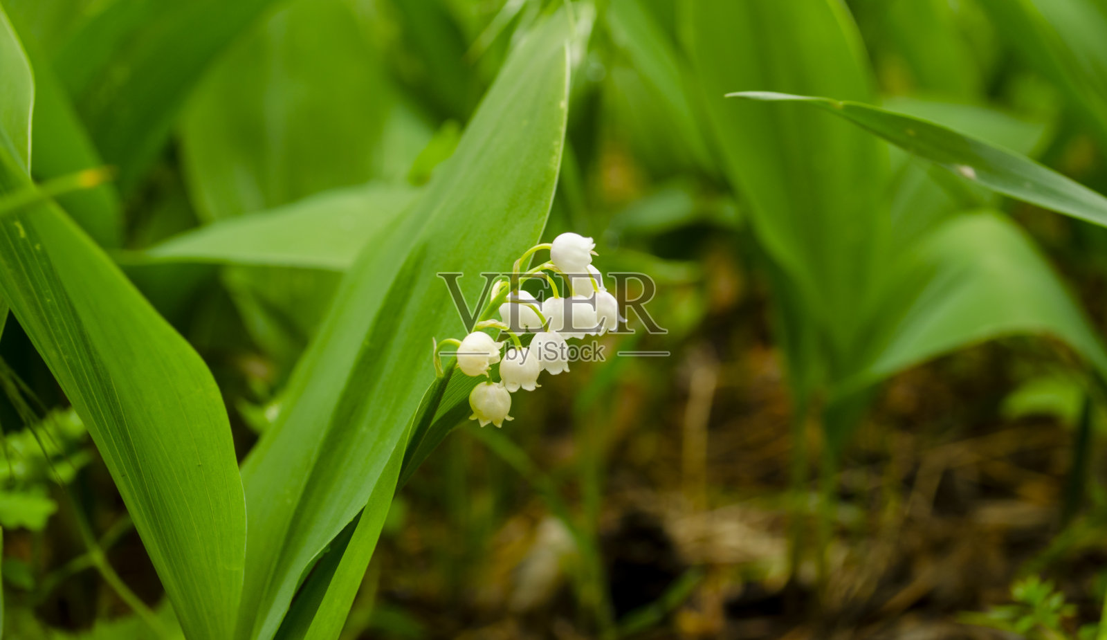 花,春,太阳,白,绿,背景水平。春天的百合花山谷。铃兰。生态背景盛开的百合山谷绿草背景在阳光下。照片摄影图片