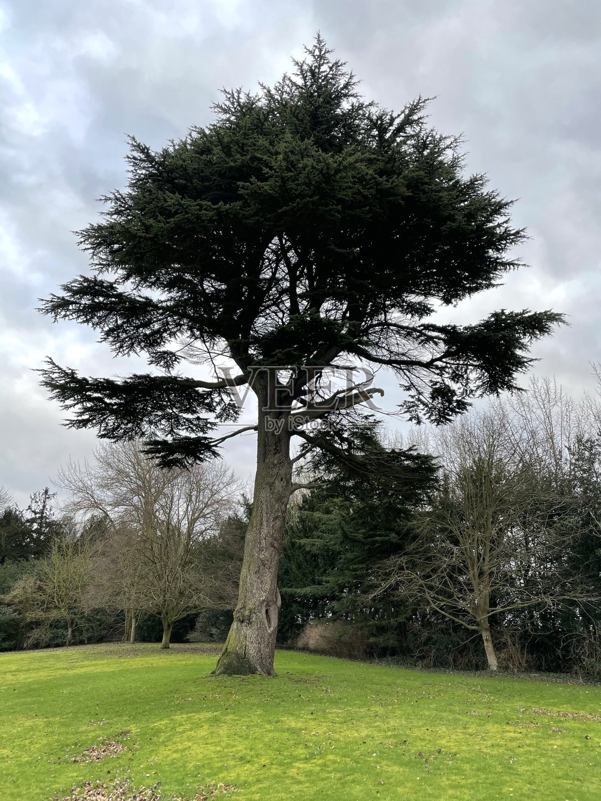 雪松树照片摄影图片