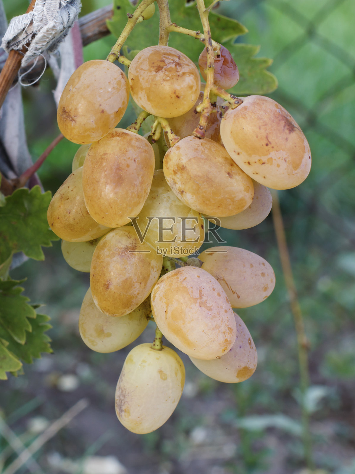 灌木丛上一串成熟的白葡萄照片摄影图片