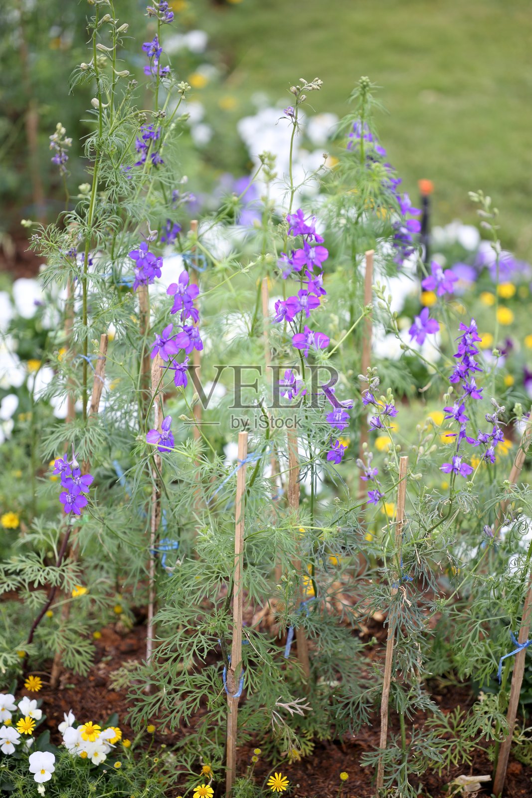 美丽的紫罗兰,可疑的骑士马刺或火箭飞龙照片摄影图片