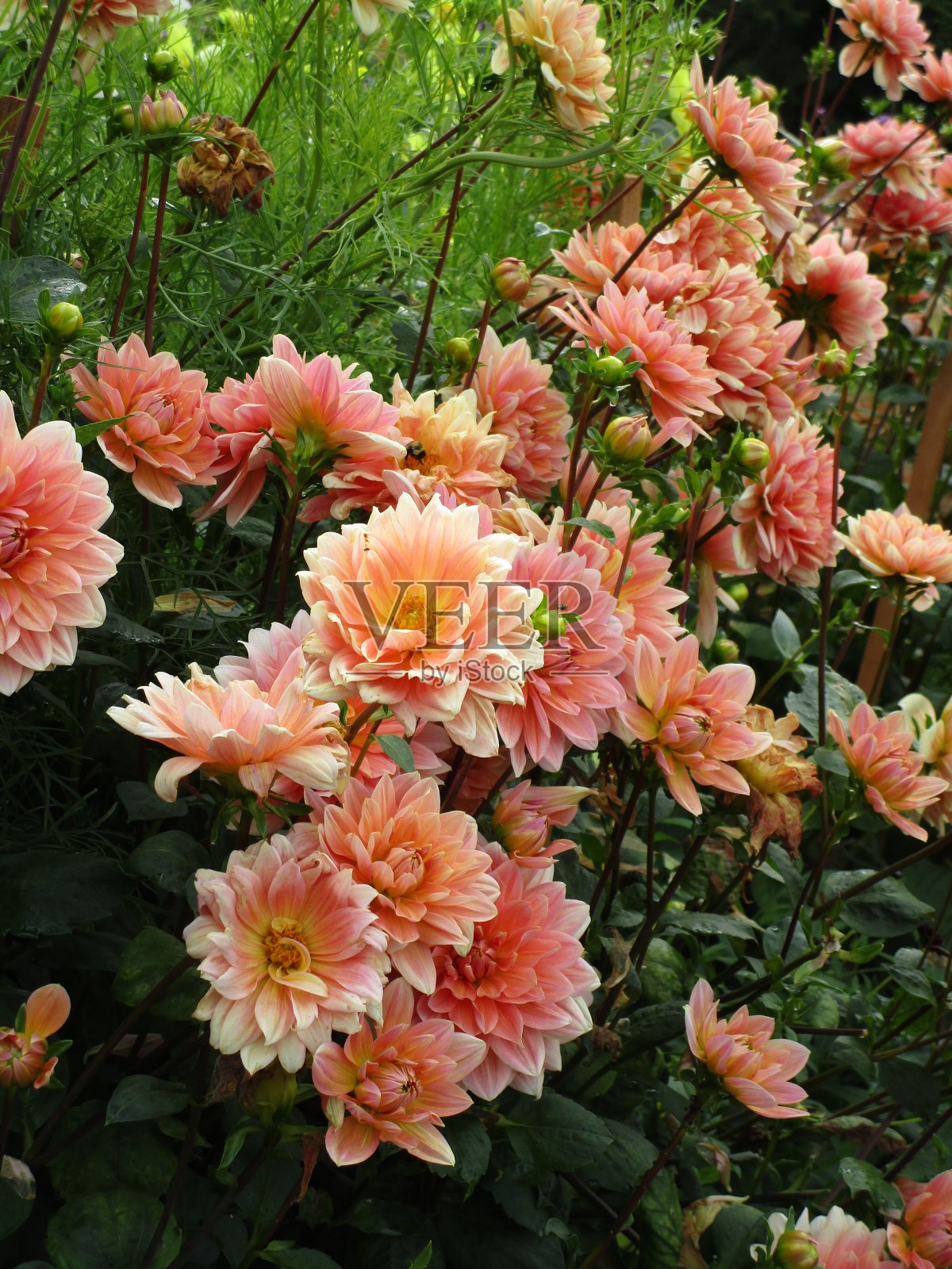 亮夏桃大丽花花坛近距离2020照片摄影图片