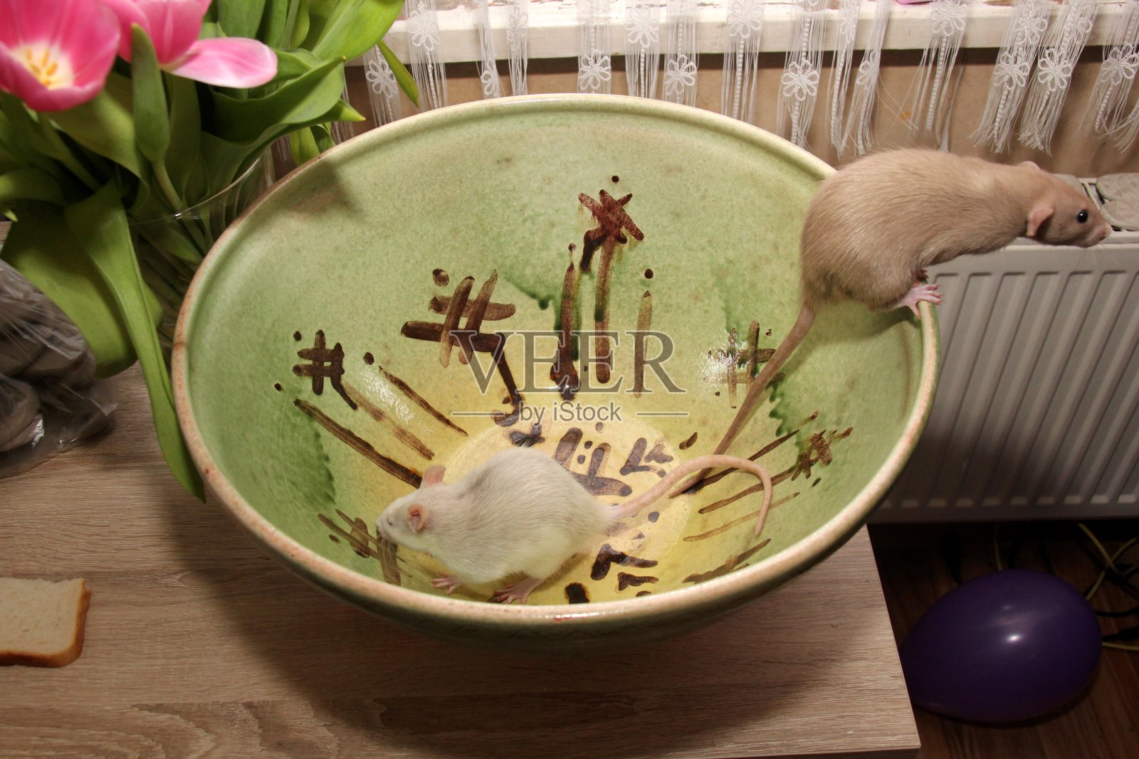 有趣的棕色老鼠正坐在一个大陶罐上照片摄影图片