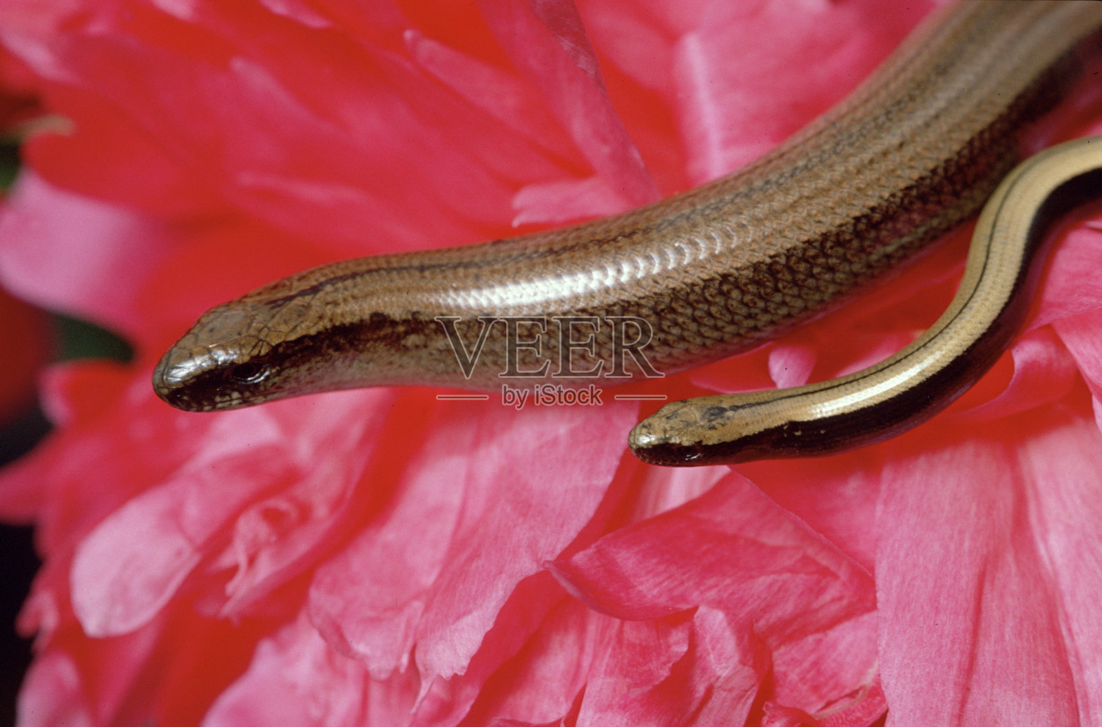 缓慢的蠕虫照片摄影图片