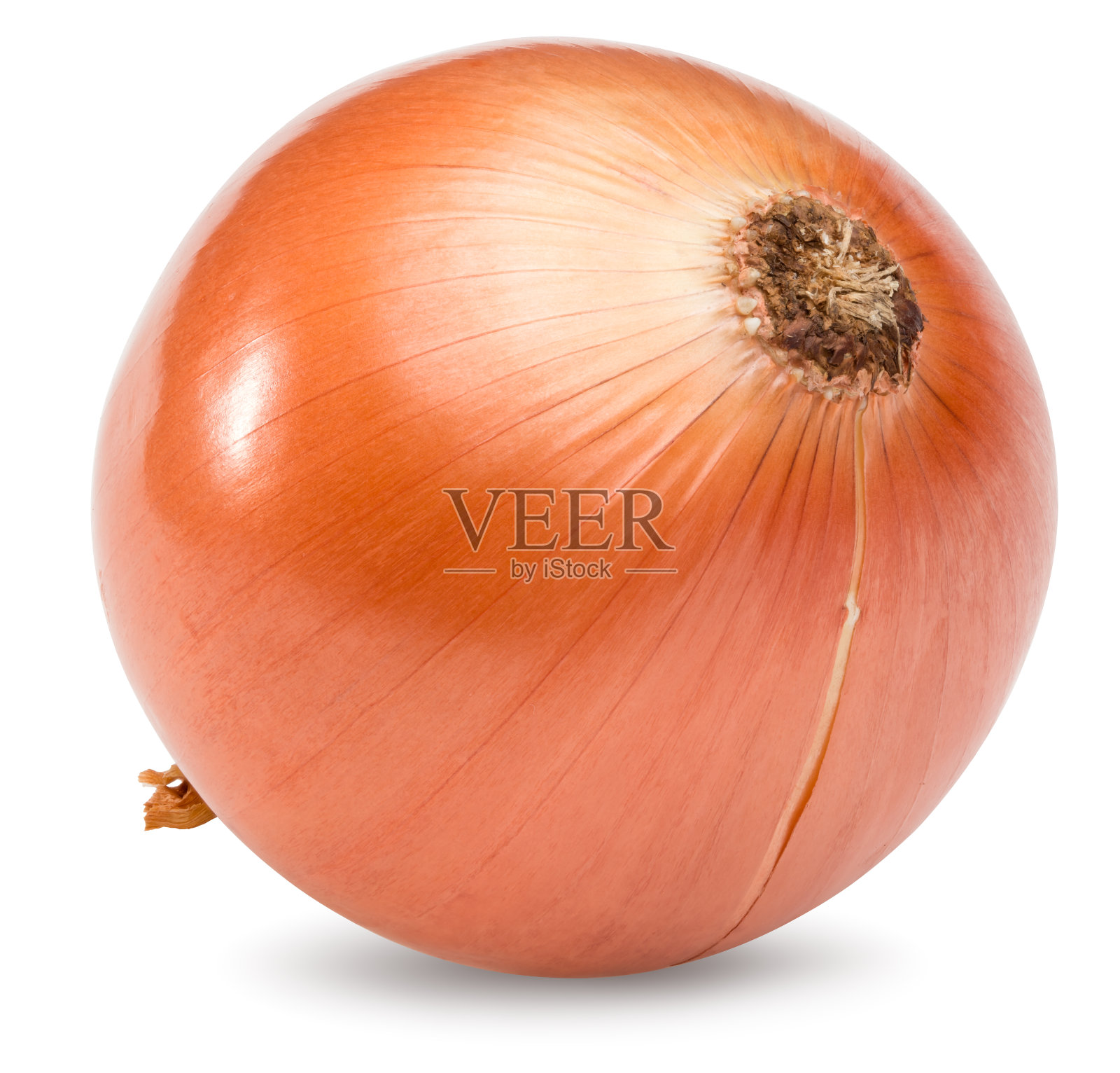 洋葱孤立在白色背景上。全景深。剪切路径照片摄影图片
