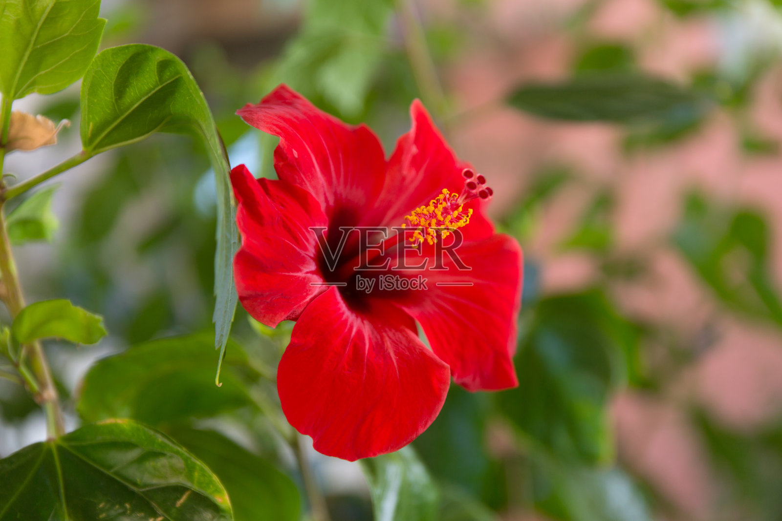 芙蓉近距离大红花模糊的背景。照片摄影图片