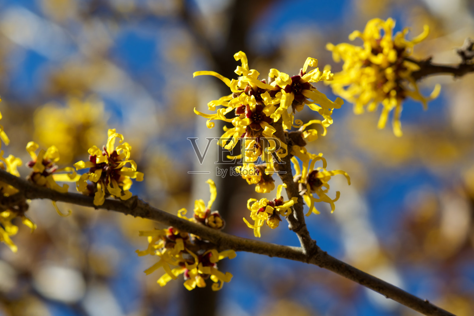 金缕梅那黄色美丽的花朵在早春开放。照片摄影图片